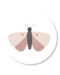 Cadeaulabel vlinder